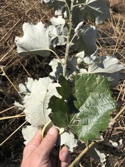 Populus × canescens