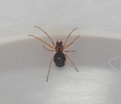 Pachygnatha listeri