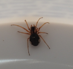 Pachygnatha listeri