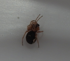 Pachygnatha listeri