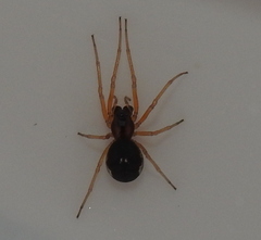 Pachygnatha listeri
