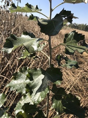 Populus × canescens