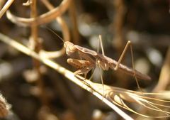 Bolivaria brachyptera