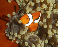 Amphiprion percula