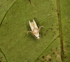Ashibusa