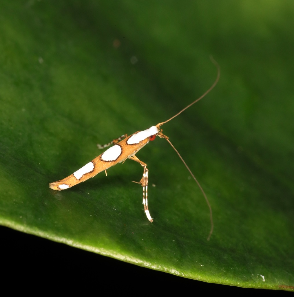 Monocercops