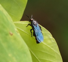 Scolia binotata