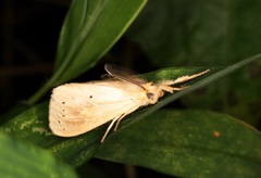 Laelia anamesa