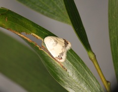 Neoduma kuangtungensis