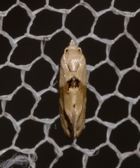 Eupoecilia acrographa