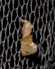 Eupoecilia acrographa