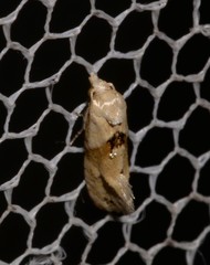 Eupoecilia acrographa