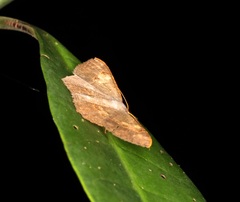 Serratophyga subangulata