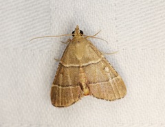 Stemmatophora flavicaput