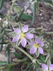 Spergularia rubra