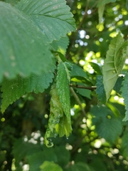Eriosoma ulmi