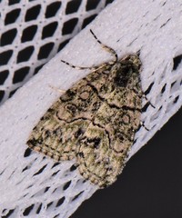 Calathusa eremna