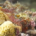 Peppermint Shrimp - Photo (c) mattdowse, some rights reserved (CC BY-NC), uploaded by mattdowse