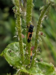 Harmonia axyridis