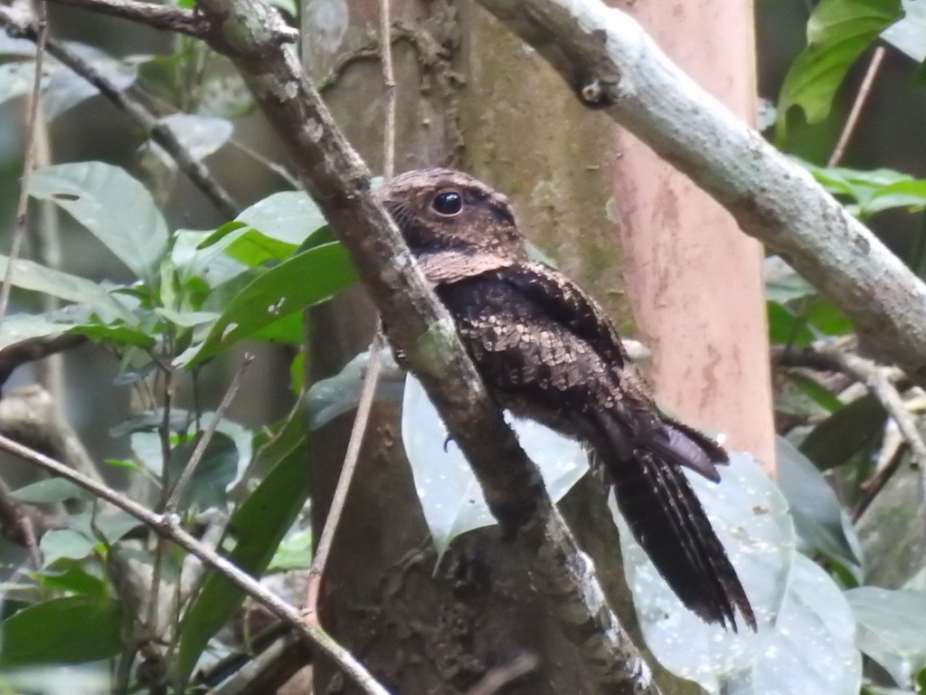 Bates's Nightjar photo