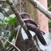 Bates's Nightjar - Photo (c) Dérozier Violette, some rights reserved (CC BY-NC), uploaded by Dérozier Violette