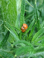Harmonia axyridis