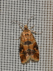 Lobesia reliquana