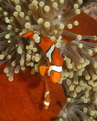 Amphiprion percula