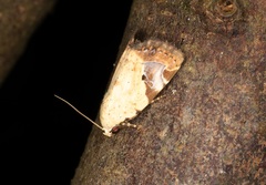 Pseudeustrotia semialba