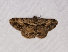 Racotis boarmiaria
