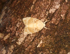 Schistophleps bipuncta
