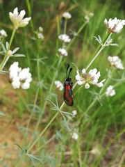 Zygaena sarpedon