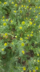 Matricaria discoidea