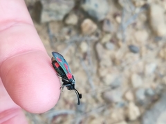 Zygaena sarpedon