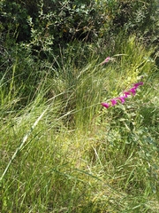 Gladiolus dubius