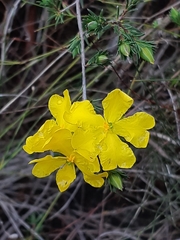 Hibbertia cistiflora