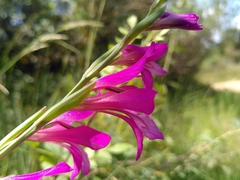 Gladiolus dubius