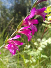 Gladiolus dubius