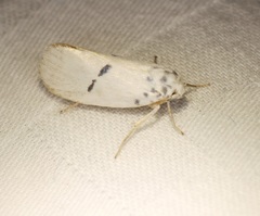 Comocritis albicapilla