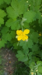 Chelidonium majus