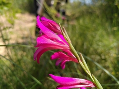 Gladiolus dubius