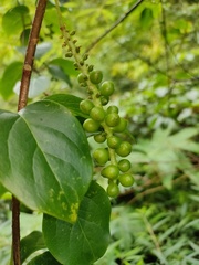 Schisandra arisanensis