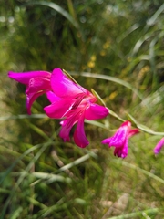 Gladiolus dubius