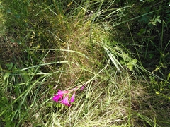 Gladiolus dubius