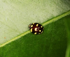 Ceratogergithus pseudotessellatus