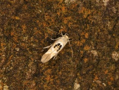Hieromantis arcuata