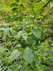 Schisandra arisanensis