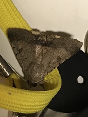 Pandesma quenavadi