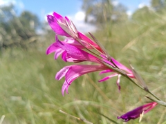 Gladiolus dubius