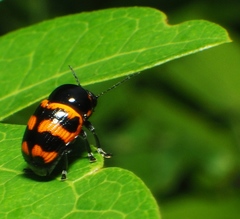 Cryptocephalus trifasciatus